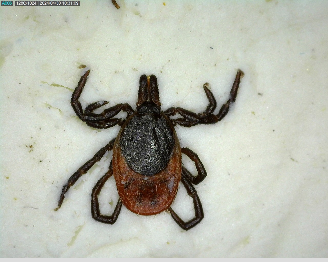 Ixodes ricinus5.jpg