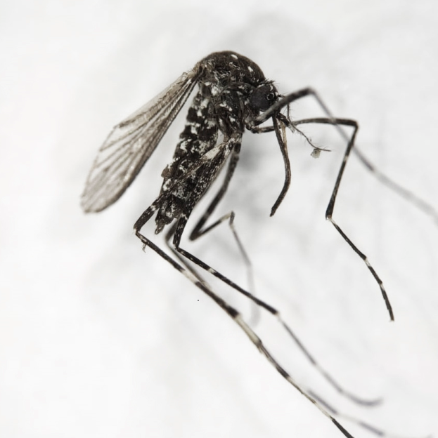 mosquiTO TIGREEEEEEE.png