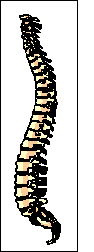 Columna vertebral